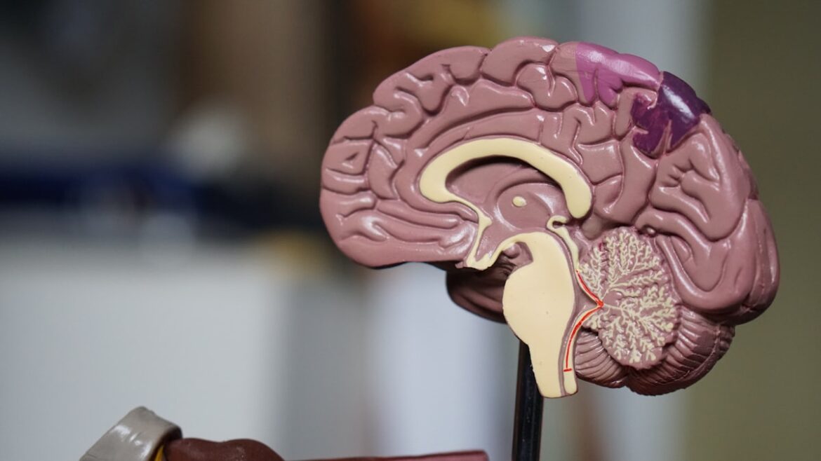 Cámaras Hiperbáricas y Oxigenoterapia (HBOT) en el Deporte de Élite: Fisiología, Regeneración de Tejidos y la Verdad Científica